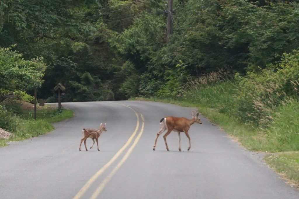Doe & Fawn at Echo Lake